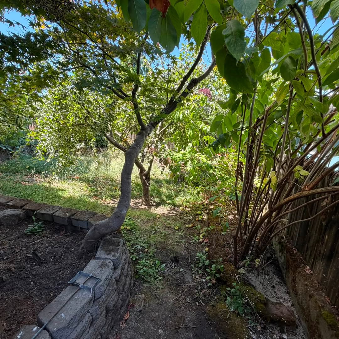 Backyard job with a curved stone wall, a leaning tree, and overgrown beds