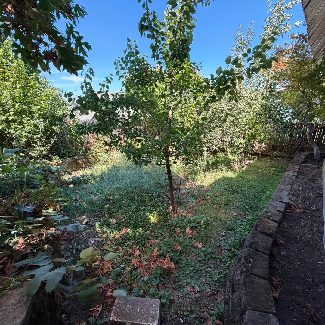 Small backyard with a young tree, clover, and a stone wall